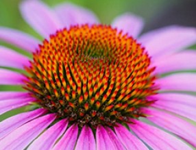 驚艷！神奇！植物的幾何之美！