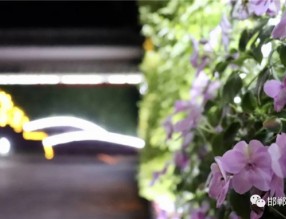 我市首例“墻上花園”亮相叢臺(tái)公園