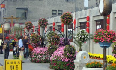 街道節日景觀提升-花樹