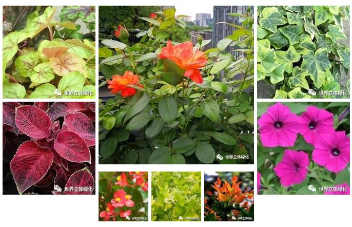 21 道路圍擋垂直綠化常用植物.jpg