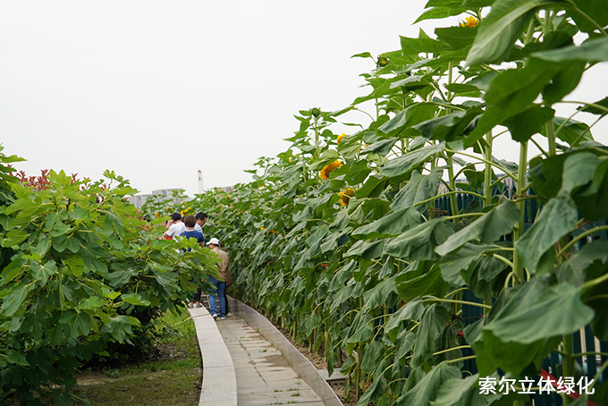 09杭州濮家小學(xué)屋頂農(nóng)場(chǎng) (4).jpg